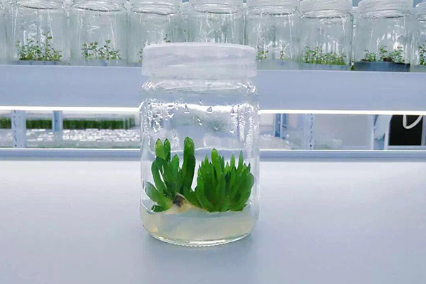 植物組培